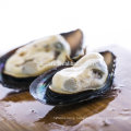 Frozen lipped mussel meat